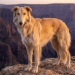 A full-body portrait of Fleetfoot, a silver-golden hound, standing atop a rocky cliff edge in Erilea against a vast canyon backdrop.
