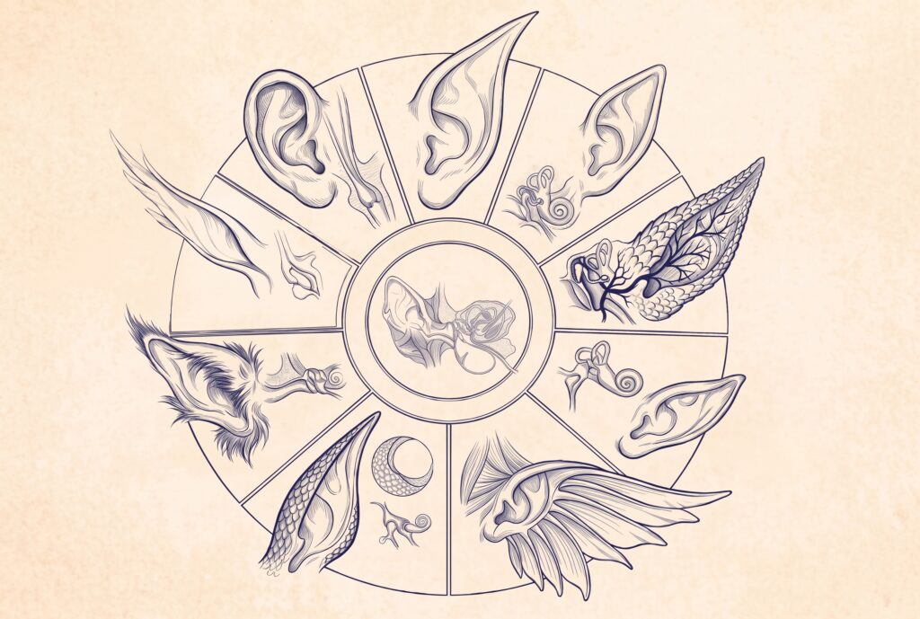 Circular anatomical field study illustrating variations in Fae ear morphology in midnight blue ink on cream parchment.